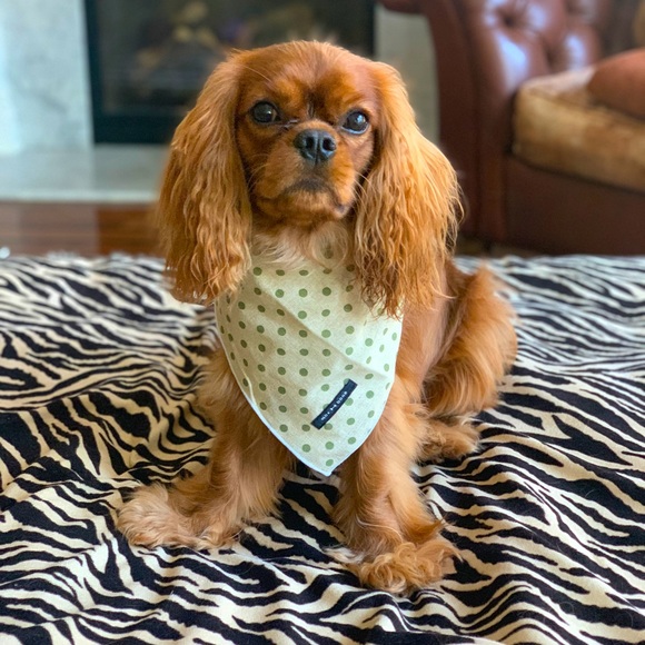 Meet your Posher, Rose - Picture 1 of 1